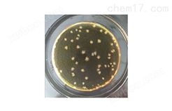 志贺氏菌微生物检测板
