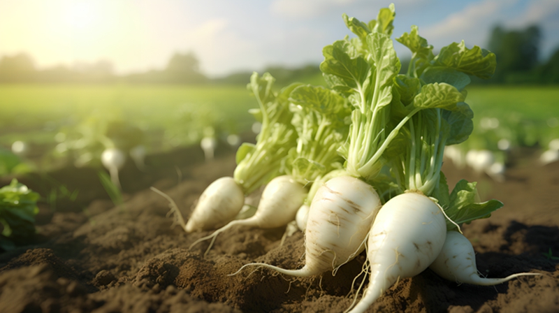 安徽省：今年新增设施蔬菜播种面积18万亩以上、食用菌产值实现116亿